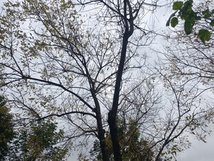 仰视下的树木枝干景象