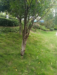 绿意盎然的户外草地景致