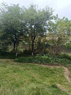 户外绿意盎然的自然场景