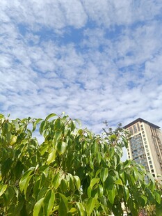 绿叶蓝天旁的高楼景致