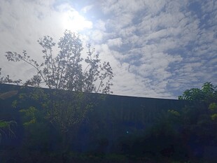 阳光下的树木与蓝天