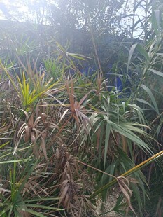 野外茂密的绿色植物景观