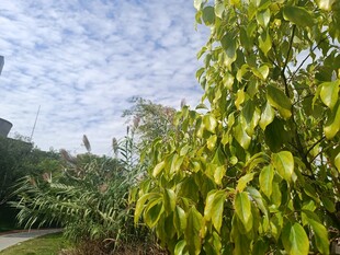 翠绿枝叶映衬蓝天白云