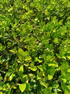 翠绿繁茂的植物景观