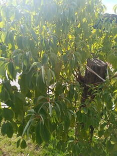 树上鸟巢沐浴在阳光下