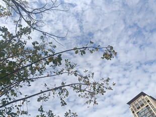 蓝天白云下的树梢与建筑