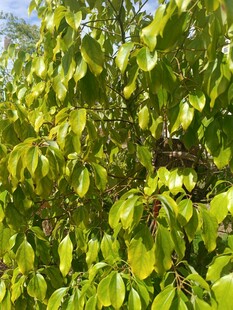 翠绿繁茂的树叶