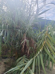 户外茂密的绿色植物景观