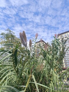 蓝天白云下的茂盛芦苇丛