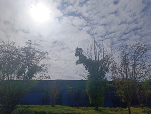 阳光下的绿植与蓝天景观