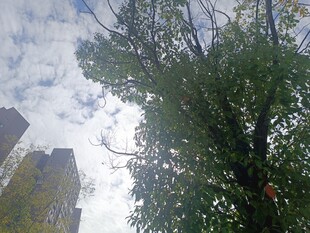 仰视绿树与城市建筑