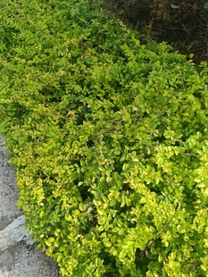 翠绿繁茂的低矮绿植景观