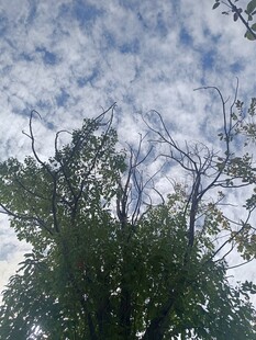 仰视树冠与蓝天白云