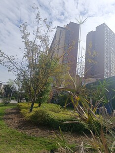 城市中的绿地与高楼景观