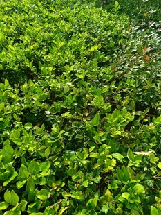 翠绿繁茂的植物景观