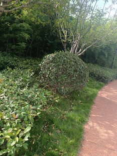 小径旁的绿植景观