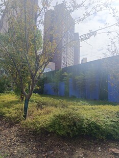 城市中的绿植景观一角