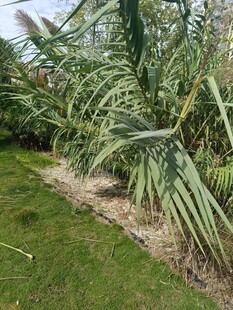 翠绿剑麻植物景观