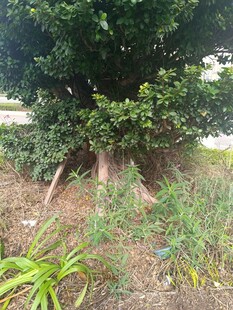 繁茂树木下的绿植景观