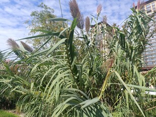 户外葱郁的绿色植物景观