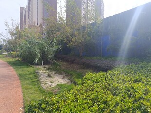 城市小径旁的绿植景观