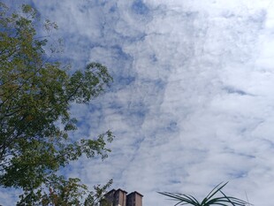 蓝天白云下的绿树与建筑