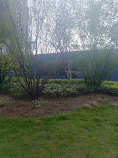 户外绿植景观一角