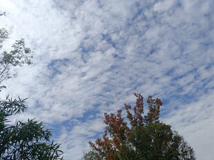 蓝天白云下的多彩树木