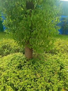 绿意盎然的树木与繁茂植被