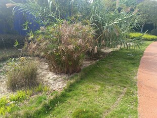 户外绿植环绕的小径