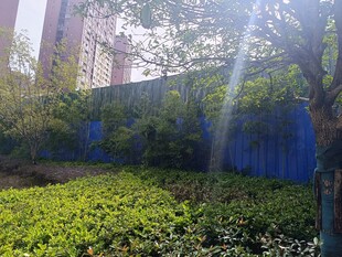 阳光照耀下的绿植与蓝墙