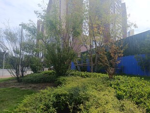 城市绿植景观一角