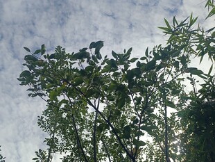 仰视视角下的繁茂绿树