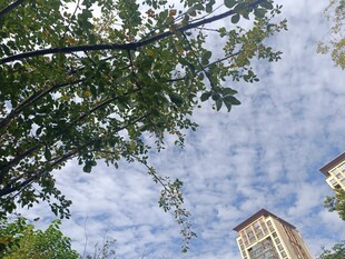 仰视绿树与高楼的天空