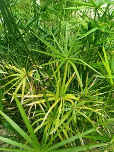 翠绿丛生的秀丽观赏植物