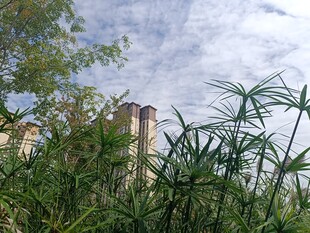 透过绿植看古老建筑