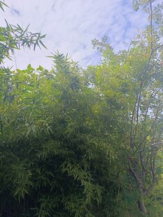 翠绿竹林与蓝天白云