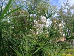 户外繁茂绿植景观