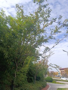 路边绿意盎然的树木景观