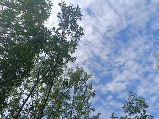 蓝天绿树间的清新景致