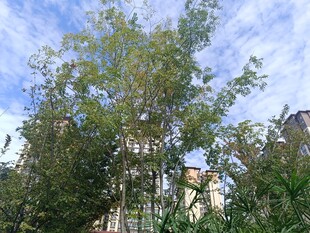 蓝天白云下的葱郁树木