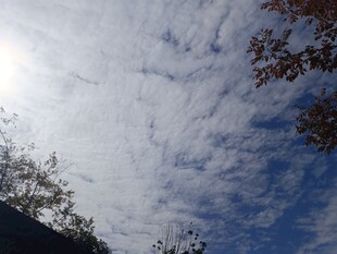 晴朗天空下的枝叶与云朵