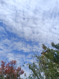 蓝天白云下的多彩树木