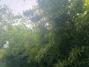 阳光照耀下的葱郁竹林