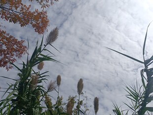 秋日植物与天空景致