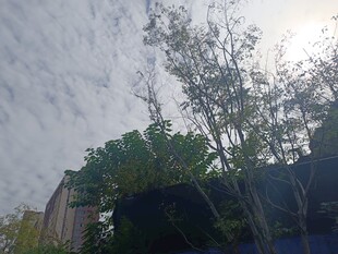 户外绿植与建筑景观