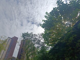 绿树掩映下的高楼一角