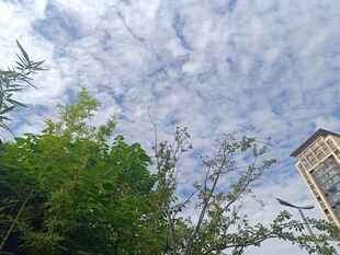 蓝天白云下的绿植与建筑