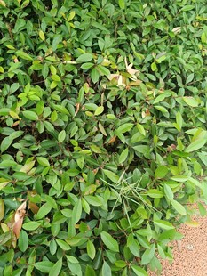 翠绿繁茂的植物景观