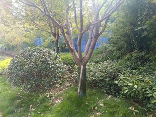 户外树木绿植景观